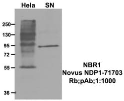 NBR1 Antibody - BSA Free, Novus Biologicals 0.1mL; Unlabeled:Antibodies,